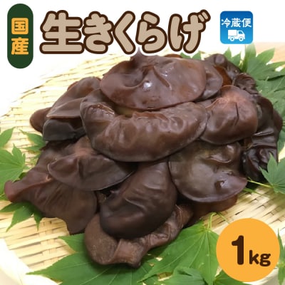 生きくらげ 1kg (500g×2袋) きくらげ 国産 生 キクラゲ きのこ 五所川原市 クール便