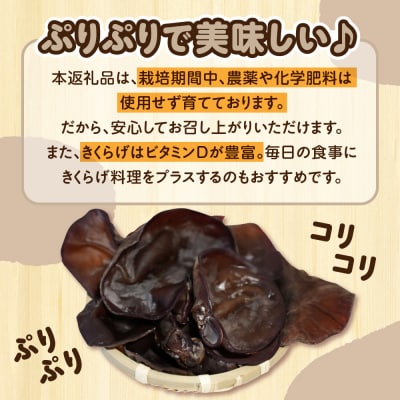 生きくらげ 1kg (500g×2袋) きくらげ 国産 生 キクラゲ きのこ 五所川原市 クール便