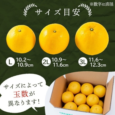 【数量限定】西果樹園のサワーポメロ(秀品) 10kg サイズ:L～3L 