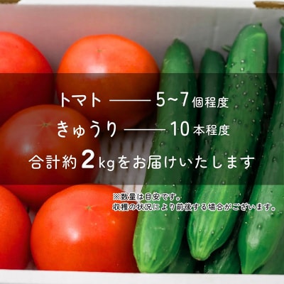 新鮮!採れたて!北本産 トマト・きゅうりセット【合計約2kg 獲れたて 産地直送 旬 野菜】