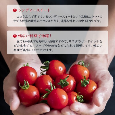 山口さんちの中玉トマト 約2kg シンディースイート 宮崎県西都市産【先行受付】[2248]