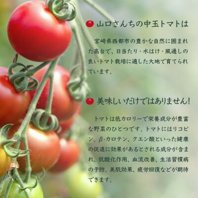 山口さんちの中玉トマト 約2kg シンディースイート 宮崎県西都市産【先行受付】[2248]