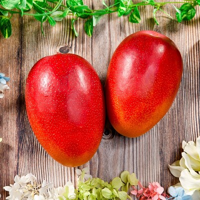 【先行受付】薗田農園　西都市産　完熟マンゴー　2玉入り[2961]