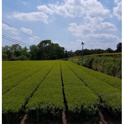 【新茶】お茶農家直送　初摘み新茶3本セット　さえみどり【先行受付】[3165]