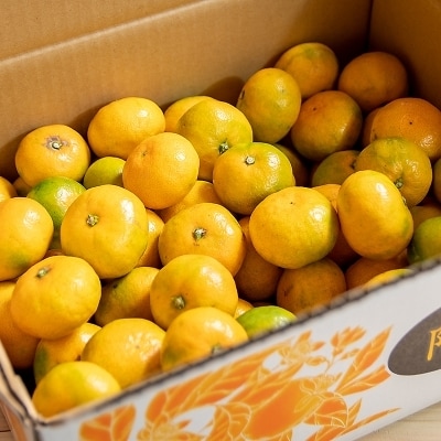 極早生みかん「南国の陽蜜・陽宝」5kg　農林水産大臣賞受賞【先行受付】[1869]