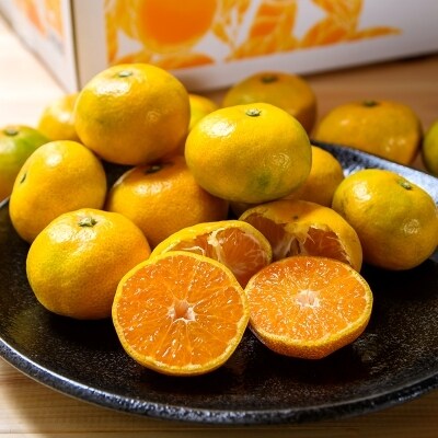 極早生みかん「南国の陽蜜・陽宝」5kg　農林水産大臣賞受賞【先行受付】[1869]