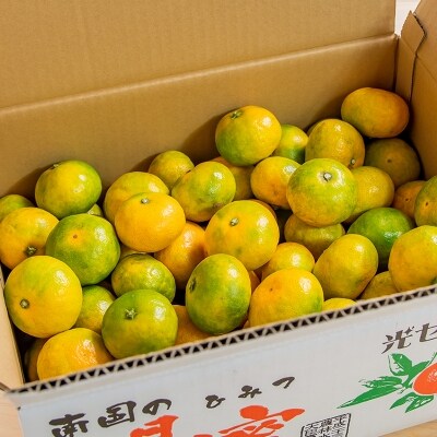 極早生みかん「南国の陽蜜」5kg 宮崎県西都産【9月上旬より順次発送】[1868]