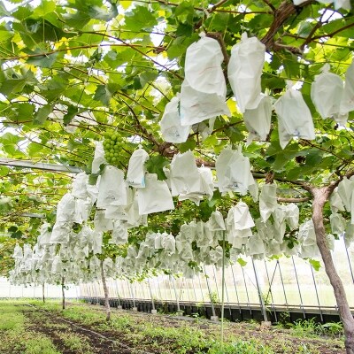 【先行受付】完熟ぶどう【翠峰・シャインマスカット詰合せ】約2.2kg宮崎県西都産[2468]