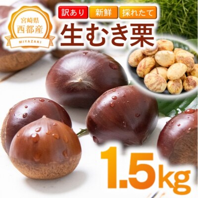 【訳あり】 新鮮朝どれ 国産生むき栗 1.5kg 西都市産【先行受付】[3117]