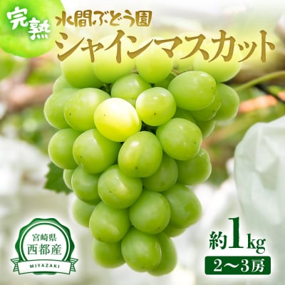 シャインマスカット【約1kg】宮崎県西都産完熟ぶどう【先行受付】[2341]