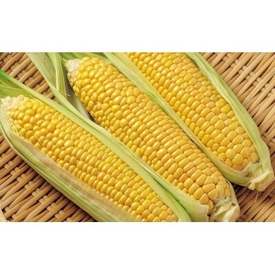 西都市産スイートコーンドレッシング5本セット[1961]