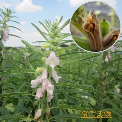 国産!金ごま 選べる!2個セット奈良県 三宅町 ゴマ 希少 価値 煎りたて おつまみ:(浅・中煎り)