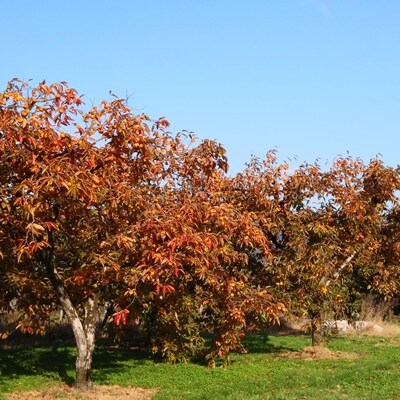 紅干し柿32果　Lサイズ　0112-2622