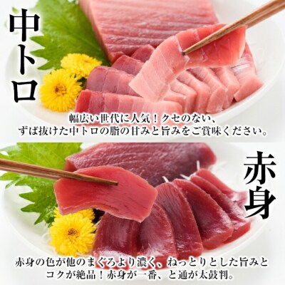 【定期便12回(毎月)】 南マグロ大トロ、中トロ、赤身合計8本を1年間毎月送付