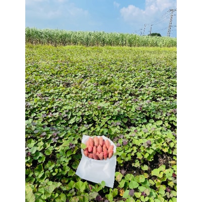 種子島産安納芋 10kg