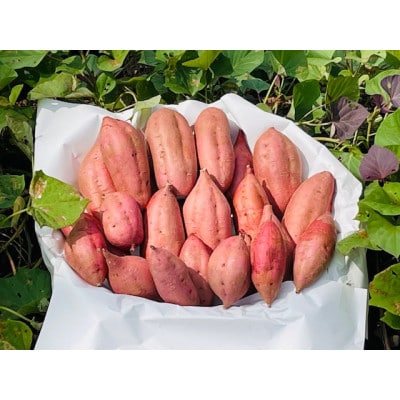 種子島産安納芋　5kg
