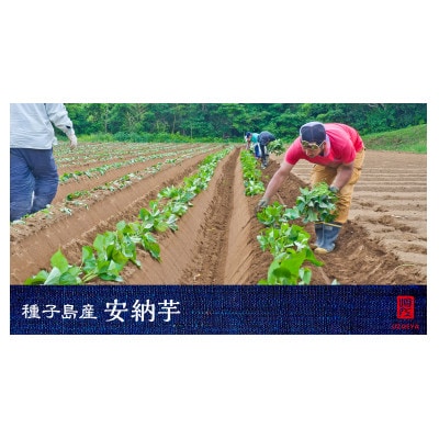 種子島産安納黄金5kg