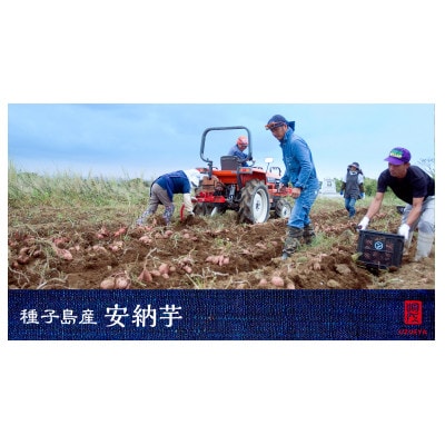 種子島産安納黄金5kg