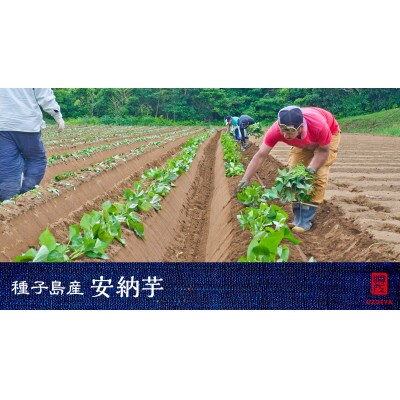 種子島産安納芋紅5kg