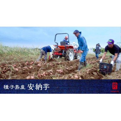 種子島産安納芋紅5kg