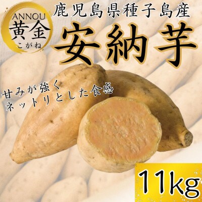 【期間限定】種子島産安納黄金11kg　うずえ屋