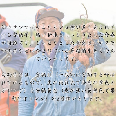 【期間限定】種子島産安納芋紅6kg　うずえ屋