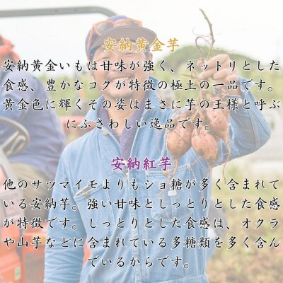 【期間限定】種子島産安納黄金・紅芋　食べ比べセット約11kg　うずえ屋