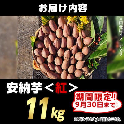 【期間限定】種子島産安納紅いも11kg Sサイズ