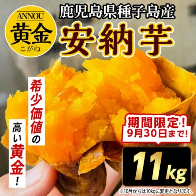 【期間限定】種子島産安納黄金いも11kg Sサイズ