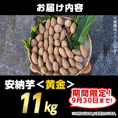 【期間限定】種子島産安納黄金いも11kg Sサイズ