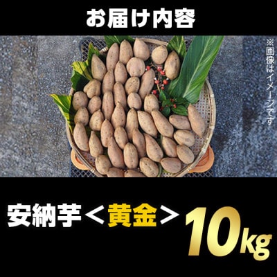 種子島産安納黄金いも10kg Sサイズ