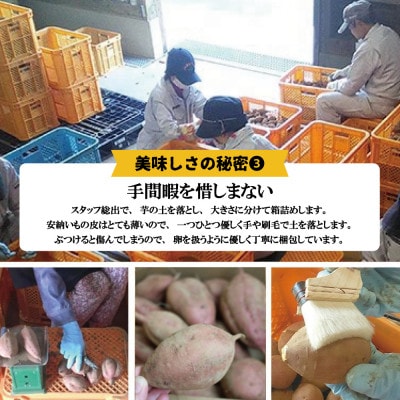 種子島産安納芋とお砂糖のセット「安納芋(10kg)」「種扇糖(300g×2袋)」