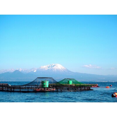 <定期便(3回)・数量限定>氷温 熟成 境港サーモン3種セット(8切×3ヶ月・計24切)