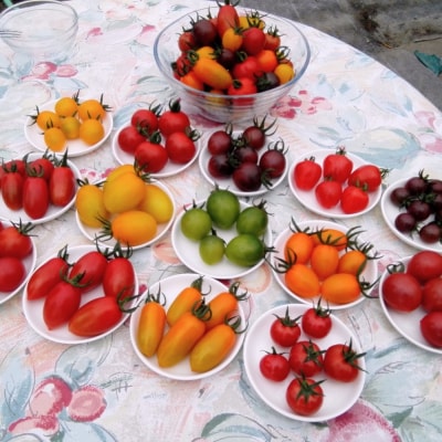 大作農園の『カラフルミニトマト』約500gと『セミドライトマトオイル漬け』のセット SBTR008