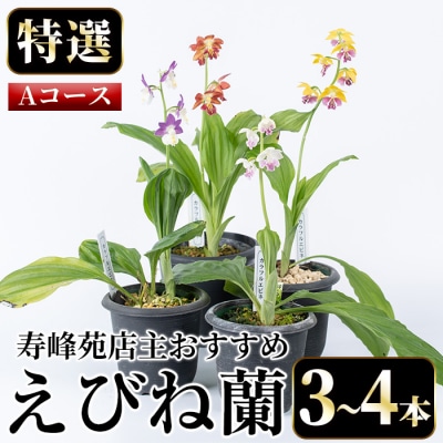 【個数限定】寿峰苑特選えびね蘭　店主おすすめ標準Aコース