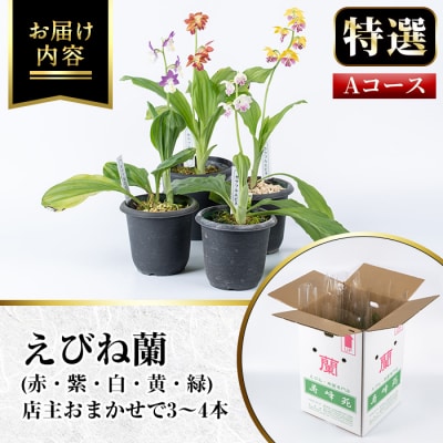 【個数限定】寿峰苑特選えびね蘭　店主おすすめ標準Aコース