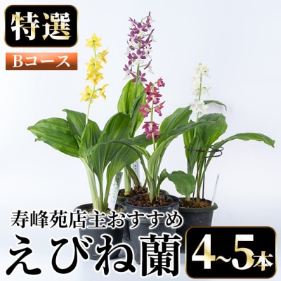 【個数限定】寿峰苑特選えびね蘭　店主おすすめ標準Bコース