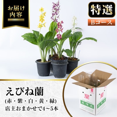 【個数限定】寿峰苑特選えびね蘭　店主おすすめ標準Bコース