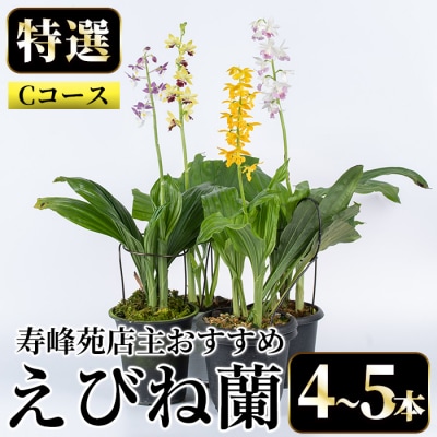 【個数限定】寿峰苑特選えびね蘭　店主おすすめ標準Cコース