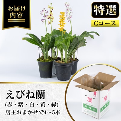 【個数限定】寿峰苑特選えびね蘭　店主おすすめ標準Cコース