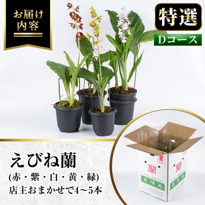 【個数限定】寿峰苑特選えびね蘭　店主おすすめ標準Dコース