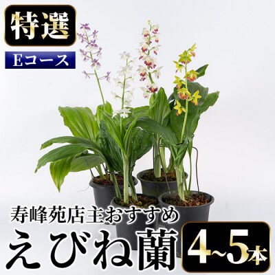 【個数限定】寿峰苑特選えびね蘭　店主おすすめ標準Eコース