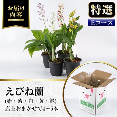 【個数限定】寿峰苑特選えびね蘭　店主おすすめ標準Eコース