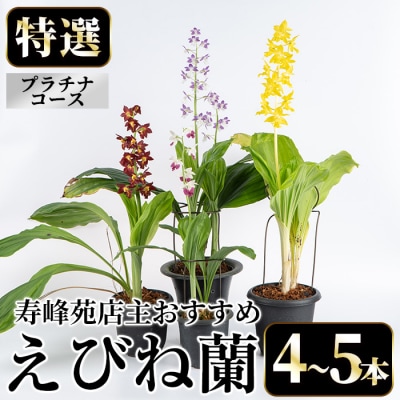 【個数限定】寿峰苑特選えびね蘭　店主おすすめ標準Pコース