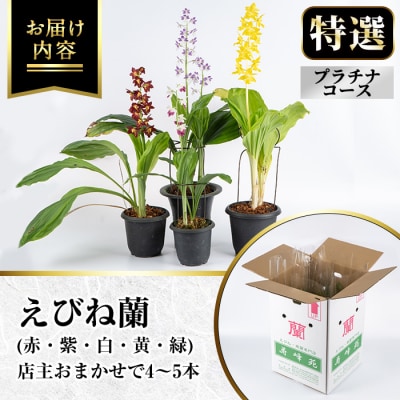【個数限定】寿峰苑特選えびね蘭　店主おすすめ標準Pコース