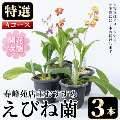 【個数限定】<3月末まで受付 >寿峰苑特選えびね蘭店主おすすめ開花済Aコース