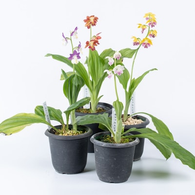 【個数限定】<3月末まで受付 >寿峰苑特選えびね蘭店主おすすめ開花済Aコース