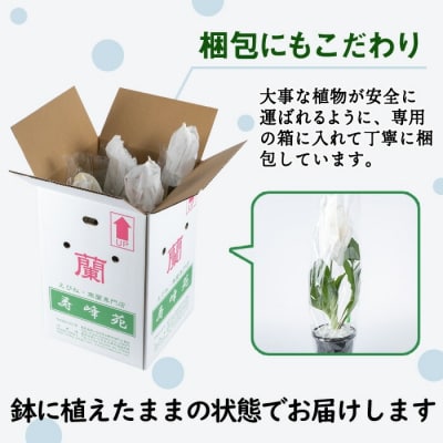 【個数限定】<3月末まで受付 >寿峰苑特選えびね蘭店主おすすめ開花済Aコース