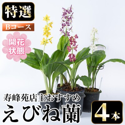 【個数限定】<3月末まで受付 >寿峰苑特選えびね蘭店主おすすめ開花済Bコース