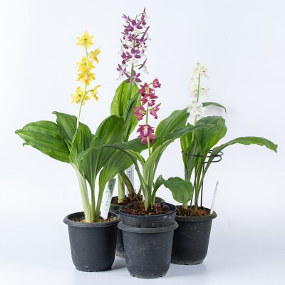 【個数限定】<3月末まで受付 >寿峰苑特選えびね蘭店主おすすめ開花済Bコース